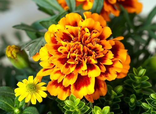 Afrikaantjes, Tuin en Terras, Planten | Tuinplanten, Overige soorten, Eenjarig, Volle zon, Zomer, Ophalen