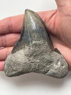 Megalodon tand 10,6 cm Patho tand - Fossiele tand -