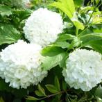 Viburnum opulus Compactum - 20-40 cm, Tuin en Terras, Planten | Tuinplanten, Ophalen of Verzenden