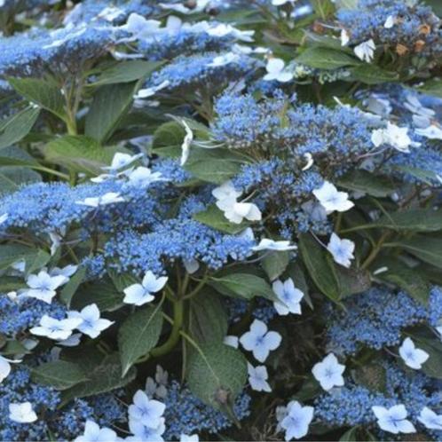 Hydrangea serrata Bluebird - 30-40 cm hoogte, Tuin en Terras, Planten | Tuinplanten, Ophalen of Verzenden
