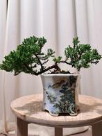 Jeneverbes bonsai (Juniperus) - Hoogte (boom): 11 cm -, Antiek en Kunst