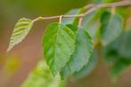 Betula utilis Doorenbos beveerd 10/12