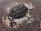 Enorm groot schildpadfossiel uit het lagere Krijt - 30 cm -, Verzamelen