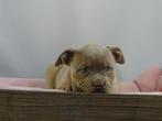 Old English Bulldog pups! t Gezonde type. Mogen direct mee!, Parvo, Nederland, 8 tot 15 weken, Bulldog