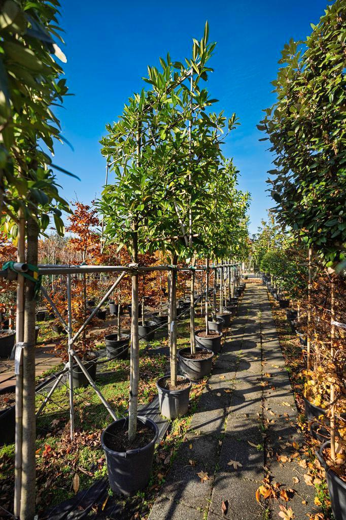 Groenblijvende leiboom - Prunus Laurocerasus Novita, Tuin en Terras, Planten | Bomen, Overige soorten, Halfschaduw, 400 cm of meer