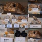 Oude fossielenverzameling, meer dan 25 stuks - Fossiele