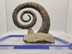 Ammoniet - Gefossiliseerd dier - Anetoceras sp. - 13.5 cm, Verzamelen, Mineralen en Fossielen