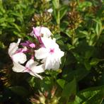 Phlox White Eye! (Vaste planten), Zomer, Vaste plant, Ophalen of Verzenden, Overige soorten