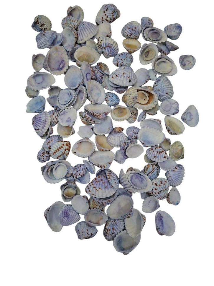 Tiger Chippy Schelpen Blauw 500 gram, Hobby en Vrije tijd, Knutselen, Nieuw, Ophalen of Verzenden