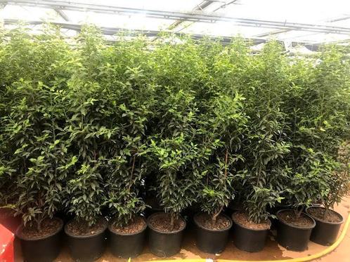 Restpartijen Haagplanten (Laurier) in pot gekweekt, Tuin en Terras, Planten | Struiken en Hagen, Laurier, Haag, 100 tot 250 cm