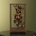 Vlinders in Vitrine Taxidermie Opgezette Dieren By Max, Ophalen of Verzenden, Nieuw, Insect, Opgezet dier