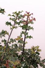 Gewone Hulst/Ilex aquifolium 50t/m175cm (Haagplant), Ophalen of Verzenden, Overige soorten, Haag, 100 tot 250 cm
