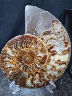 Beautiful big Ammonite - Gefossiliseerd dier - Aioloceras
