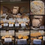 Oude fossielenverzameling, meer dan 25 stuks - Fossiele