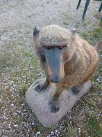 Baviaan Pantser - Papio Anubis - with proof of legal origin, Nieuw