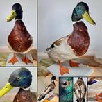 krakeend Taxidermie volledige montage - Anas platyrhynchos -, Nieuw