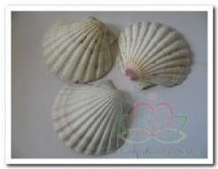 Pecten Maximus Jacobsschelp BOL Per stuk, Hobby en Vrije tijd, Knutselen, Nieuw, Ophalen of Verzenden