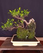 Ficus Microcarpa - Verzamelstuk - Hoogte (boom): 45 cm -