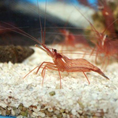 Lysmata wurdemanni (pepermuntgarnaal) S (Circa 2-3 cm), Dieren en Toebehoren, Vissen | Aquaria en Toebehoren, Ophalen of Verzenden