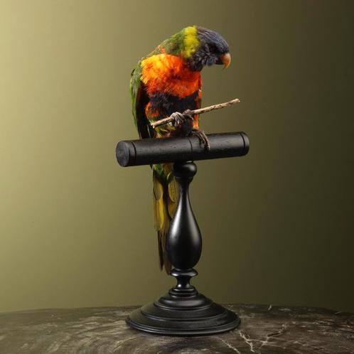 Lori van de Blauwe Bergen Taxidermie Opgezette Dieren By Max, Verzamelen, Dierenverzamelingen, Opgezet dier, Nieuw, Vogel, Ophalen of Verzenden