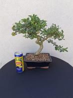 Vuurdoorn bonsai (Pyracantha) - Hoogte (boom): 28 cm -