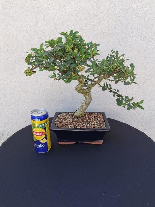 Vuurdoorn bonsai (Pyracantha) - Hoogte (boom): 28 cm -, Antiek en Kunst, Curiosa en Brocante