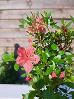 Azalea bonsai (Rhododendron) - Hoogte (boom): 26 cm - Diepte