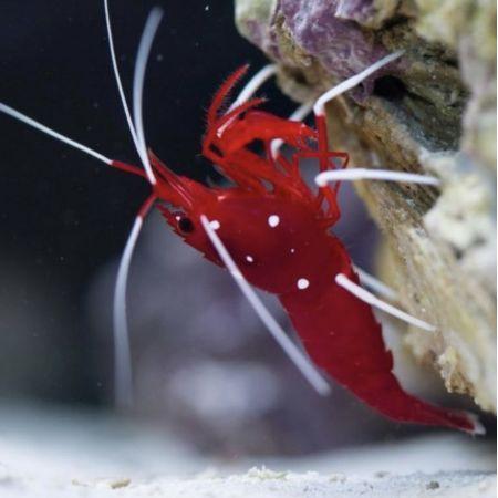 Lysmata debelius (Bloedgarnaal), Dieren en Toebehoren, Vissen | Aquaria en Toebehoren, Ophalen of Verzenden
