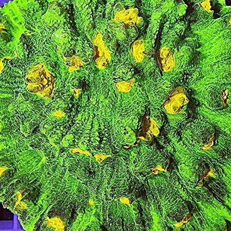Chalice Raja Rampage Frag (Ong. 2-3 cm), Dieren en Toebehoren, Vissen | Aquaria en Toebehoren, Ophalen of Verzenden