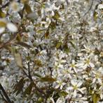 Krentenboom haagplant - Amelanchier lamarckii - 200-225 cm, Ophalen of Verzenden