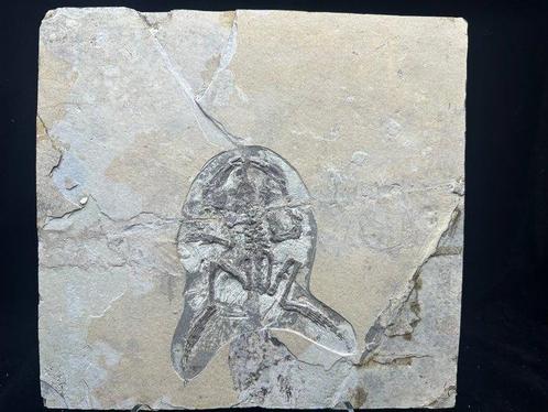 Fossiele matrix - Callobatrachus sanyanensis - 29 cm - 31 cm, Verzamelen, Mineralen en Fossielen