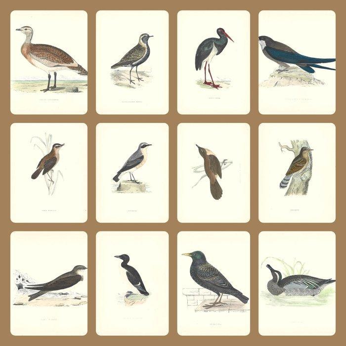 F.O. Morris/Alexander Lydon/Benjamin Fawcett - A History of, Antiek en Kunst, Antiek | Boeken en Bijbels