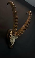 Europese ibex Hoorns - Capra ibex - 66 cm - 39 cm - 35 cm, Verzamelen, Dierenverzamelingen, Nieuw