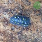 Armadillidium Frontetriangulum Corfu isopods / pissebedden, Dieren en Toebehoren, Overige soorten