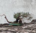 Bonsaï Fruticosa Salvia van Jeruzalem. - Hoogte (boom): 25