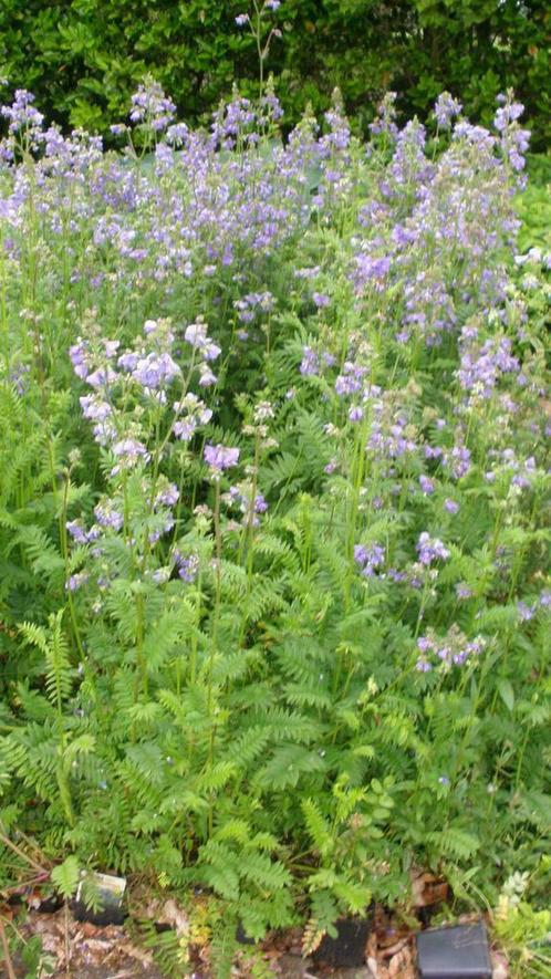 Polemonium caerulea, jacobsladder, P9 blauw, Tuin en Terras, Planten | Tuinplanten, Vaste plant, Halfschaduw, Zomer, Ophalen of Verzenden