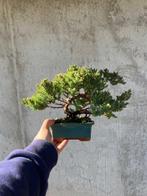 Jeneverbes bonsai (Juniperus) - Hoogte (boom): 18 cm -
