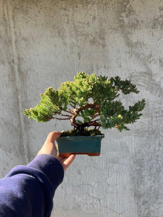 Jeneverbes bonsai (Juniperus) - Hoogte (boom): 18 cm -, Antiek en Kunst, Curiosa en Brocante