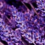Yodeyma - Yodeyma Oud gem eau de parfum, Ophalen of Verzenden, Nieuw