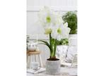 Flowerbulbs Amaryllis bulb white - set of 2, Verzenden