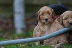 Cockapoo pups - Belgische fokker, Dieren en Toebehoren, Parvo, België, 8 tot 15 weken, Meerdere