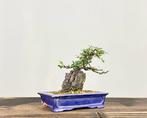 Dwergmispel bonsai - Hoogte (boom): 16 cm - Diepte (boom):, Antiek en Kunst, Curiosa en Brocante
