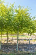 Malus toringo Brouwers Beauty hoogstam 20/25