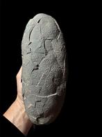 Dinosaurus - Gefossiliseerd ei - Theropod SP. (Macroolithus), Verzamelen, Mineralen en Fossielen