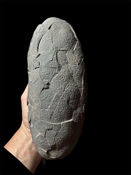 Dinosaurus - Gefossiliseerd ei - Theropod SP. (Macroolithus), Verzamelen, Mineralen en Fossielen