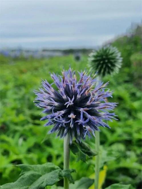 Echinops Blue Glow Bannaticus (Tuinplanten), Tuin en Terras, Planten | Tuinplanten, Siergrassen, Vaste plant, Ophalen of Verzenden