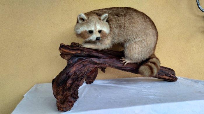 Wasbeer Taxidermie volledige montage - Procyon lotor - dans, Antiek en Kunst, Curiosa en Brocante