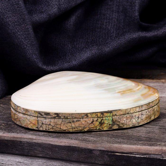 Exquise sieradendoos: Panapea schelp met zwart fluweel en, Verzamelen, Mineralen en Fossielen