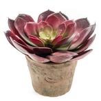 Kunstplant Echeveria pelusida in oude terracotta pot 20 cm.., Ophalen of Verzenden