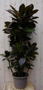 Kamerplant Croton 120 cm - Warentuin Natuurlijk, Tuin en Terras, Planten | Tuinplanten, Verzenden